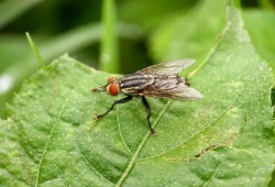 زيادة الذباب في القاهرة والجيزة تفضح تراجع النظافة العامة وعجز المكافحة وتكشف أثر الاضطراب المناخي