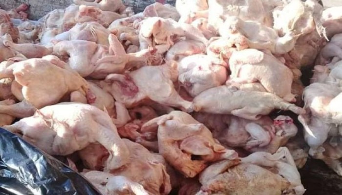8500 طن دواجن فاسدة في دمياط الجديدة.. رفض إعدامها يفضح شلل الدولة ويحوّل قرار النيابة إلى كارثة صحية تهدد المصريين