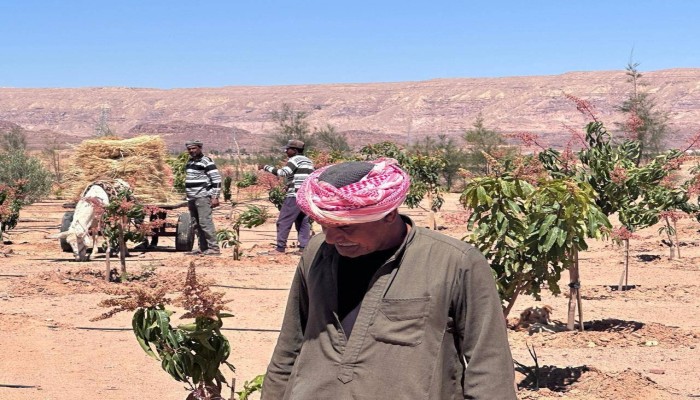 خبراء: ارتفاع الأسمدة والأعلاف والوقود يدفع أسعار الغذاء في مصر إلى موجة غلاء جديدة