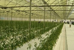 الصوب الزراعية في مصر تكشف عجز الحكومة عن دعم قطاع يضاعف الإنتاج ويرشد المياه