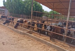 أسعار العجول الحية تقفز 30% قبل عيد الأضحى وحكومة القروض تترك اللحوم للدولار والأعلاف