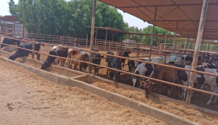 أسعار العجول الحية تقفز 30% قبل عيد الأضحى وحكومة القروض تترك اللحوم للدولار والأعلاف