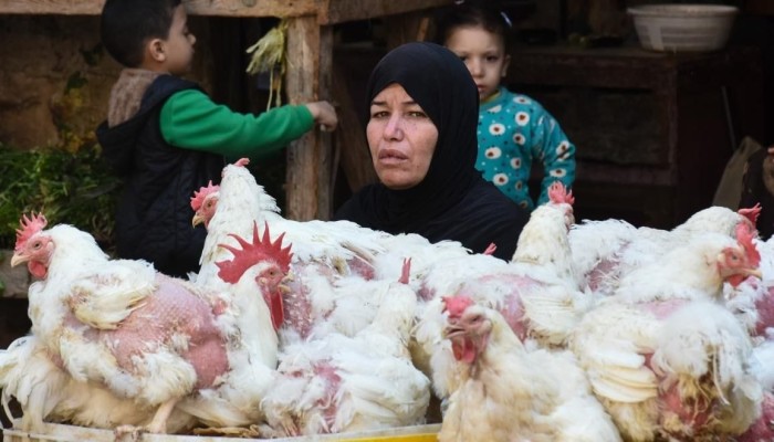 التصدير يرفع أسعار الدواجن 16% في السوق المحلية