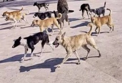 مصرع الطفل أسامة بعد أيام من "باسل" يفضح عجز السيسي بحماية الأطفال من الكلاب الضالة