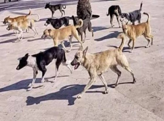 مصرع الطفل أسامة بعد أيام من "باسل" يفضح عجز السيسي بحماية الأطفال من الكلاب الضالة