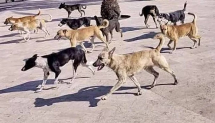 مصرع الطفل أسامة بعد أيام من "باسل" يفضح عجز السيسي بحماية الأطفال من الكلاب الضالة