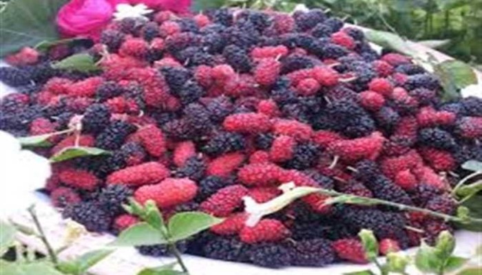التوت ..من الأكل المجاني إلى 250 جنيهًا للكيلو... ماذا يجري بمصر وإلى أين الغلاء الفاحش؟ ودور السيسي وعساكره!!