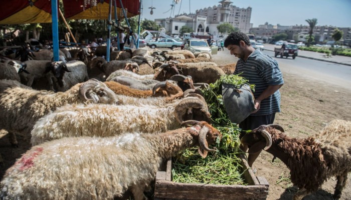 الأضاحي خارج قدرة المصريين.. حكومة الغلاء تدفع شعيرة العيد إلى سوقٍ للأغنياء فقط