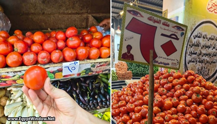 غضب عارم بين المصريين بعد الارتفاع الجنوني في أسعار الطماطم.. ومخاوف من نقص المعروض