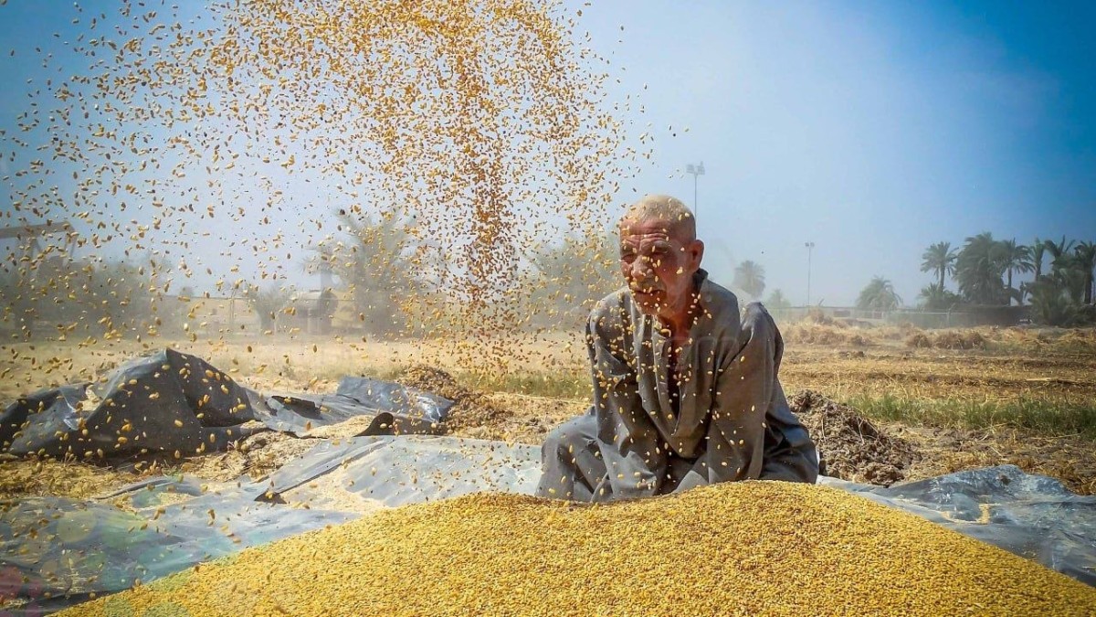 القمح محاصر بالشون المغلقة.. مزارعو القوصية يستغيثون بالحكومة خوفًا من تلف المحصول