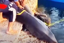 اصطياد قرش القصير يثير الجدل.. اتهامات بـ“العشوائية” تكشف خلل إدارة ملف القروش بالبحر الأحمر
