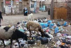 قمامة بالشوارع وغلاء في الأسواق.. عيد الأضحى يفضح فشل المحليات