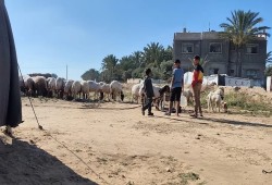 مشاعر عيد الأضحى في غزة.. عجز وحرمان وتذكير بالنزوح والفقر