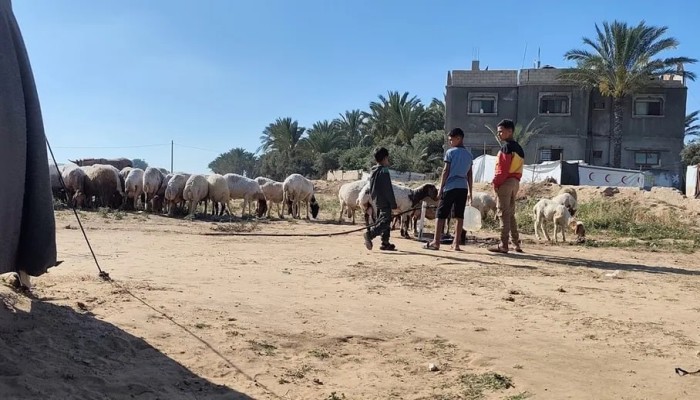 مشاعر عيد الأضحى في غزة.. عجز وحرمان وتذكير بالنزوح والفقر