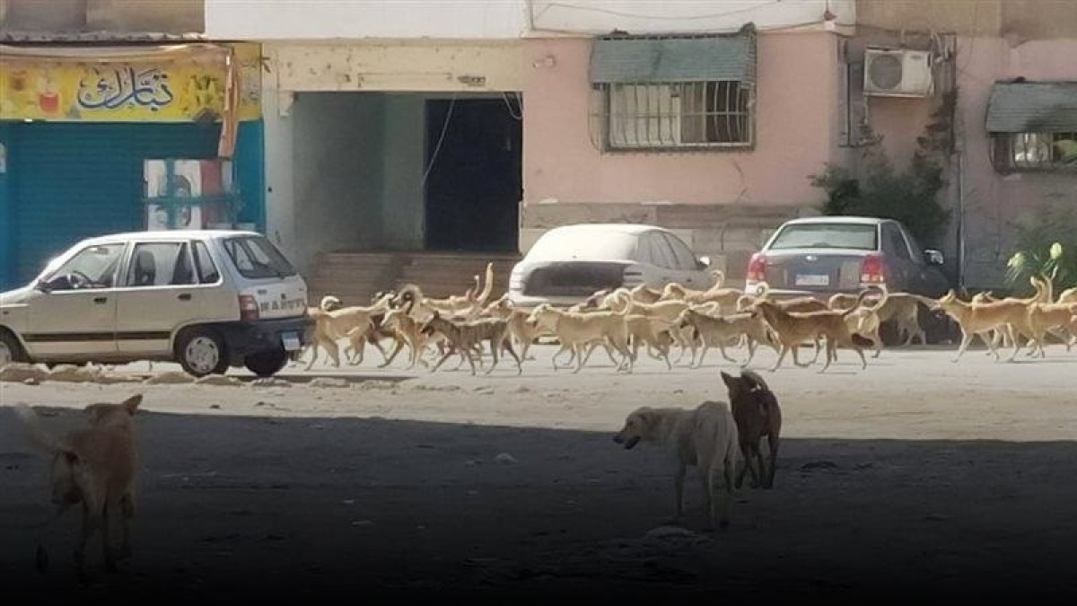 190 ألف حالة عقر خلال أقل من عام بمصر..ذعر في سوهاج بعد هجوم كلب ضال على 6 مواطنين