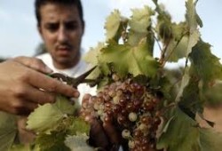 اليونان تفتح الباب لاستقبال 5 آلاف عامل مصري خلال موسم الصيف 