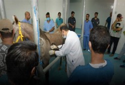 بدلًا من صرف بدل الامتياز.. التلويح بإلغاء «السنة السادسة» لطلاب الطب البيطري