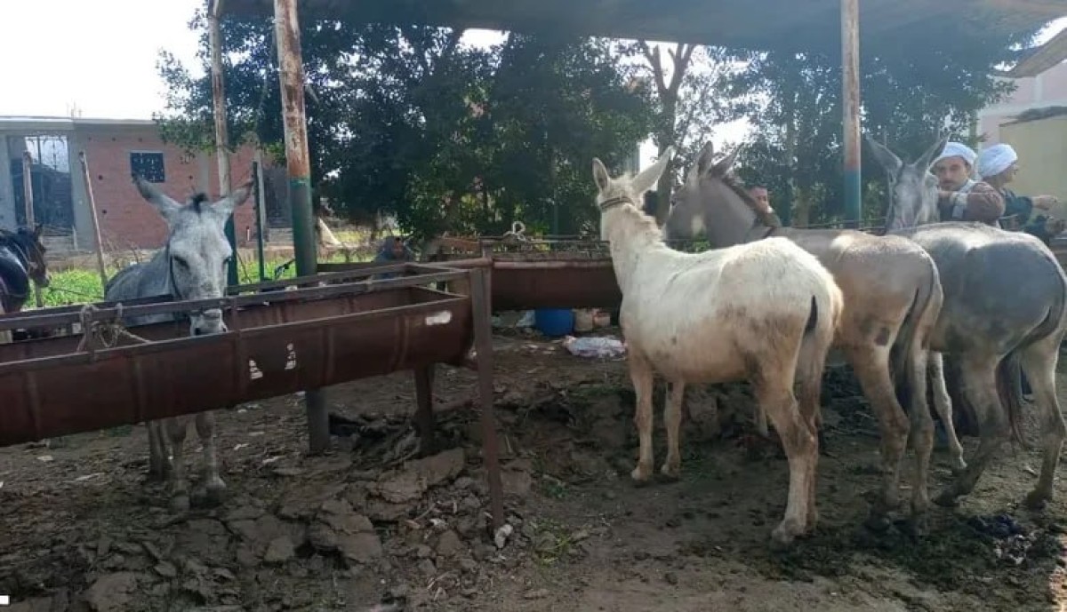 من 3 ملايين إلى أقل من مليون.. اختفاء الحمير يكشف خسائر الفلاحين تحت ضغط الميكنة