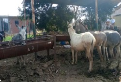 من 3 ملايين إلى أقل من مليون.. اختفاء الحمير يكشف خسائر الفلاحين تحت ضغط الميكنة