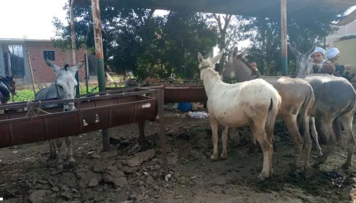 من 3 ملايين إلى أقل من مليون.. اختفاء الحمير يكشف خسائر الفلاحين تحت ضغط الميكنة