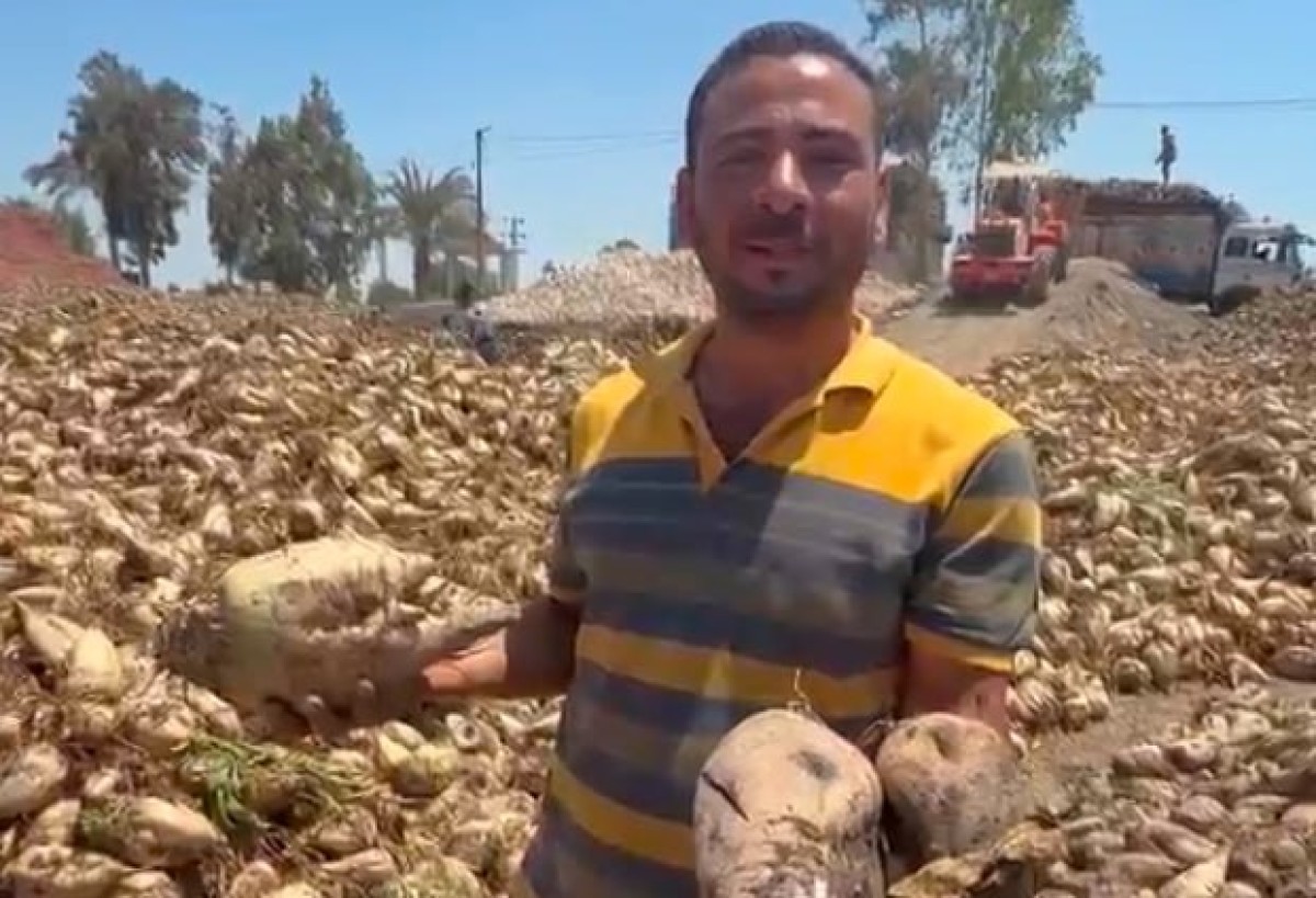 فيديو || بنجر مزارعي غزالة بالسنبلاوين يتعفن في الشمس.. 400 فدان تتلف بسبب تأخر النقل وتقاعس المسؤولين
