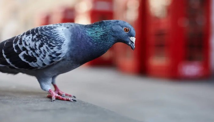 كبد الحمام يكشف سر البوصلة الخفية.. خلايا مناعية تقود الطيور إلى موطنها