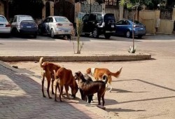 إبادة الكلاب الضالة تزيد انتشار الثعابين والفئران.. فوضى حكومية تهدد توازن البيئة المصرية