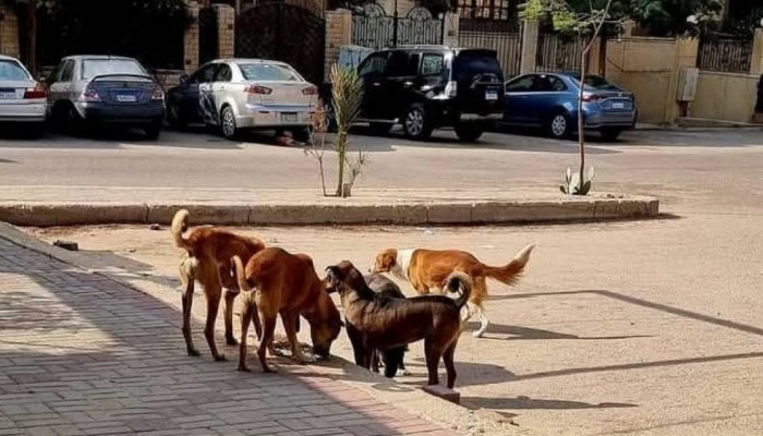 إبادة الكلاب الضالة تزيد انتشار الثعابين والفئران.. فوضى حكومية تهدد توازن البيئة المصرية