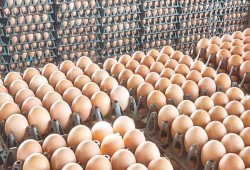 نواب يطالبون برفع سعر البيض والمواطن يدفع الثمن.. وخبراء: أين كنتم عندما قفزت الأسعار؟