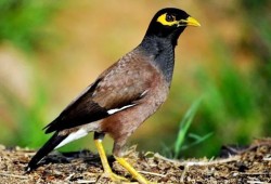 طائر المينا الهندي يغزو مصر.. زائر دخيل يهدد الطيور المحلية والتوازن البيئي