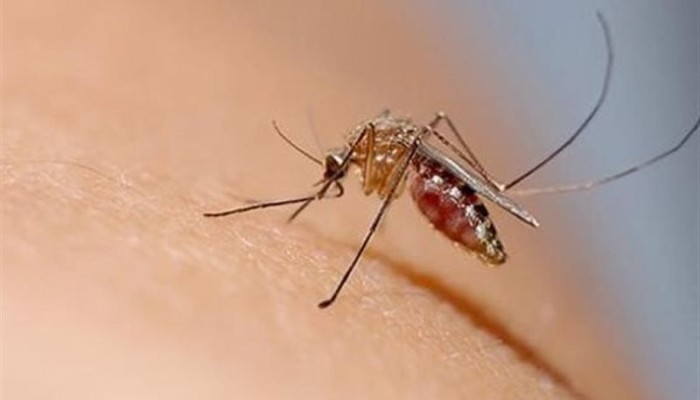 حمى الضنك تفتك بجنوب وشرق اليمن.. 18 وفاة وأكثر من 4 آلاف إصابة وسط نظام صحي منهار