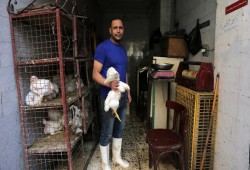انهيار الأسعار يهدد صناعة الدواجن في مصر.. والمربون يدقون ناقوس الخطر