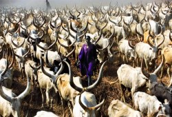 أبقار الدينكا.. ثروة مقدسة ترسم ملامح الهوية والحياة في جنوب السودان