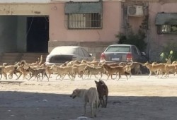نقيب البيطريين يكشف الحجم الحقيقي لأزمة انتشار الكلاب.. "كلب لكل 6 مواطنين"
