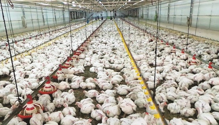 الدواجن بين خسائر 15% ورعب الهرمونات.. والحكومة تترك السوق للفوضى