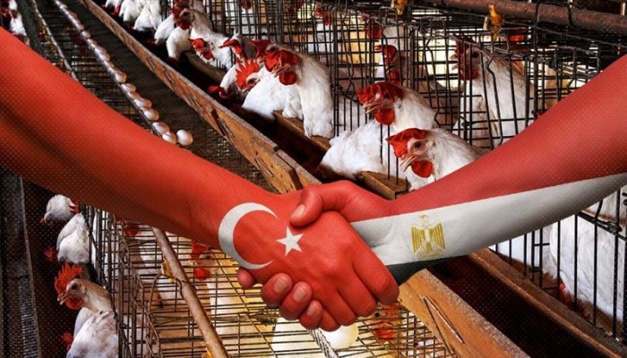 مفاوضات تصدير البيض المصري إلى تركيا .. تحرك متأخر بعد خسائر كارثية وفوضى في سوق الإنتاج