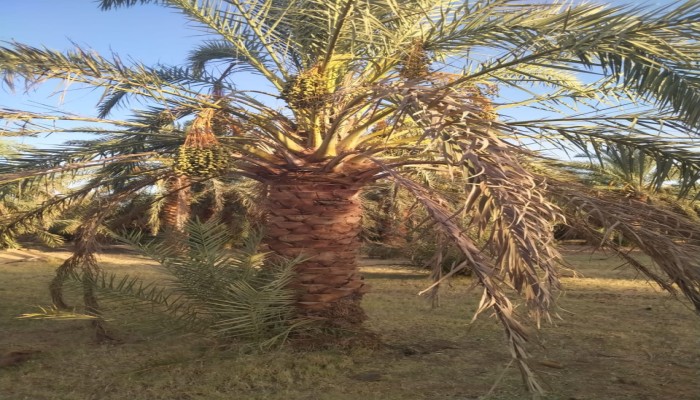 عطش الدخاخين بالوادي الجديد يفضح إهمال الري.. بئر معطل يهدد 15 ألف نخلة ومئات الأسر بالخراب