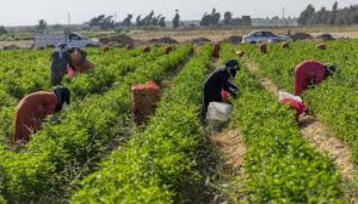 أجور متدنية وتنمر وهدر للحقوق.. لاجئات سودانيات في مصر يكشفن معاناتهن في اكتساب لقمة العيش