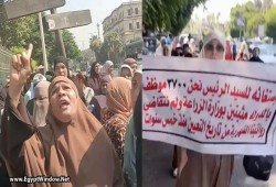 بالفيديو.. موظفات الزراعة يتظاهرن بشوارع الجيزة للمطالبة بصرف رواتبهن المتأخرة منذ 5 سنوات