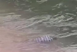 بالفيديو.. جثمان يطفو على مياه بحر كفر مويس باالقليوبية ويثير الذعر بين الأهالي