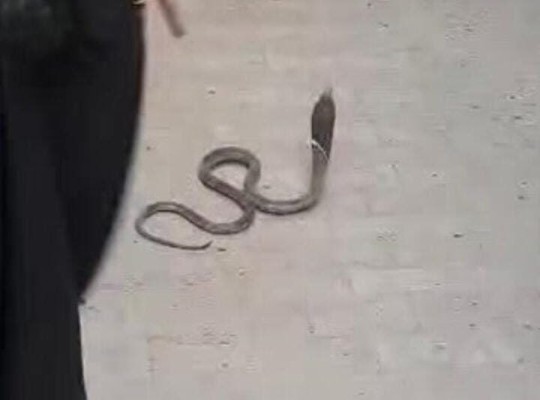 ثعابين بمستشفى الصدر في سوهاج و3 وفيات واختفاء الأمصال تفضح عجز الحكومة عن توفير حياة آمنة للمواطنين