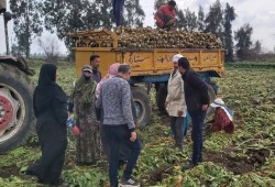 سيطرة "مستقبل مصر" على سوقي  القمح وبنجر السكر يعيد رسم خريطة الغذاء بمصر