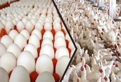 رغم الفائض الكبير بالبيض.. ارتفاع التكلفة وغياب الدولة تهدد صناعة الدواجن بالانهيار