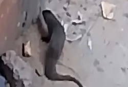 بالفيديو.. حالة رعب في الفيوم بعد ظهور حيوان غامض بالشوارع