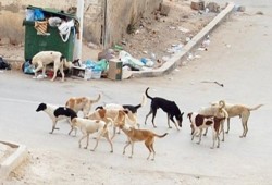 1.4 مليون حالة عقر في مصر.. أزمة تنهش المليارات وتهدد المواطنين وتفضح خطر الشوارع