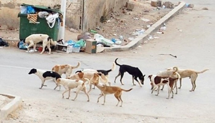 1.4 مليون حالة عقر في مصر.. أزمة تنهش المليارات وتهدد المواطنين وتفضح خطر الشوارع