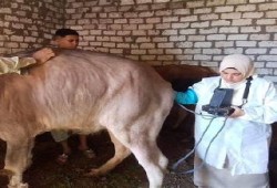 «الزراعة» تدرب 70 أخصائيًا عن بُعد وتترك تطوير الثروة الحيوانية بلا مؤشرات قياس أو دعم ميداني