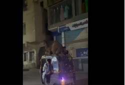 بالفيديو.. "توك توك" يحمل جملاً في شوارع الجيزة ويشعل مواقع التواصل
