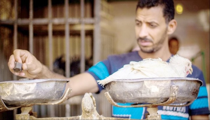 شائعات الطيبات تضرب سوق الدواجن والبيض.. كتاكيت تُعدم وتجار يغادرون المشهد