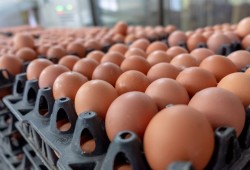 قفزة أسعار البيض بأكثر من 30 جنيهًا تربك الأسر المصرية بعد خروج صغار المنتجين وتحذيرات من موجة غلاء جديدة